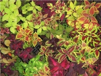664a8865-coleus 2.JPG